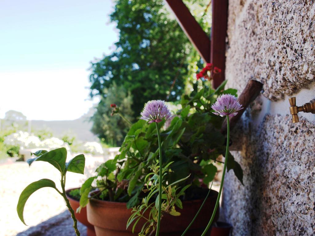 Quinta Da Pousadela - Agroturismo Pensionat Amarante Eksteriør billede